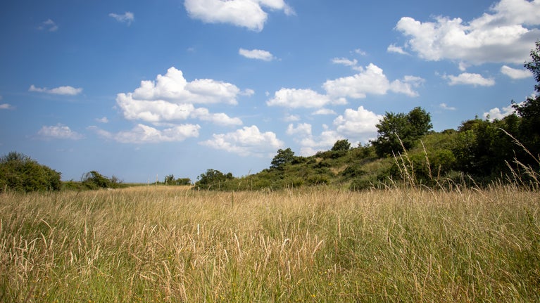 Acid grassland on Friary Hills, Blakeney.